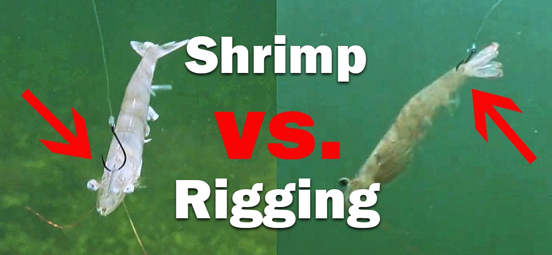 The Most know way of fishing with LIVE SHRIMP – Sev7n OutDoors